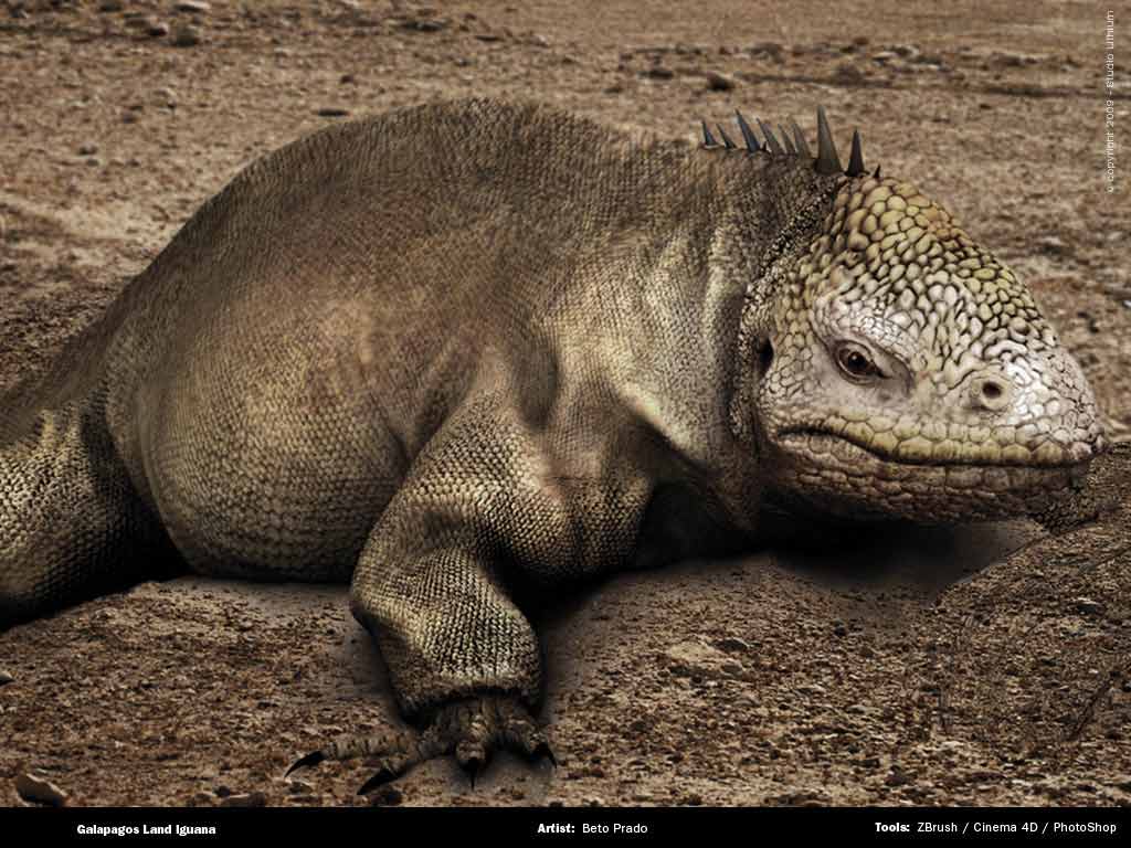 iguana_lithium.jpg