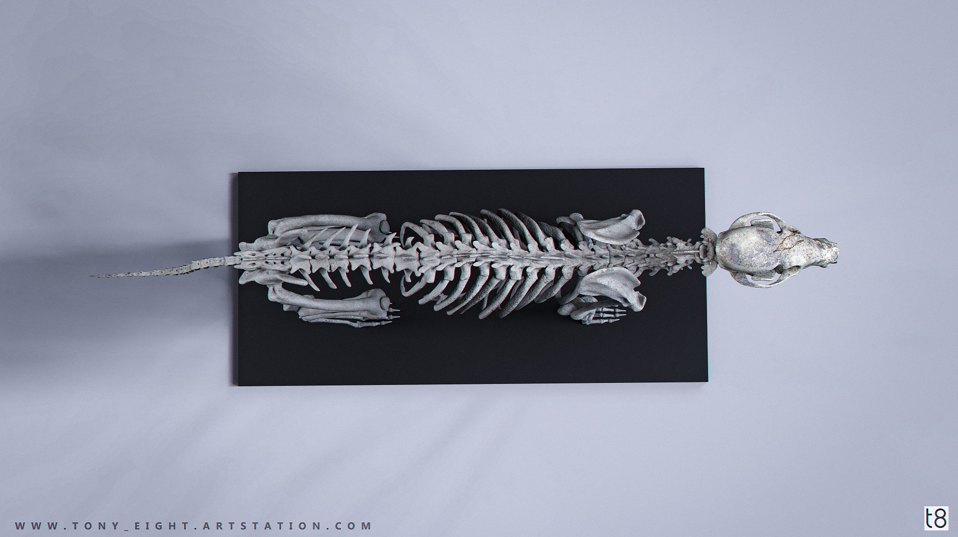 Fox_Skeleton_01.3_small.jpg