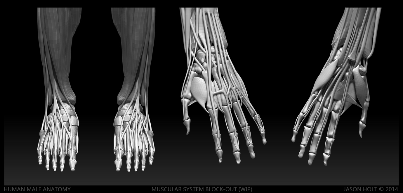 Hum_M_Anat_Jason_Holt_2013_005.jpg