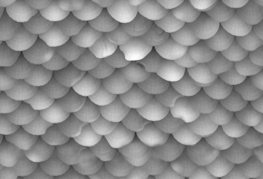 scales 9.jpg