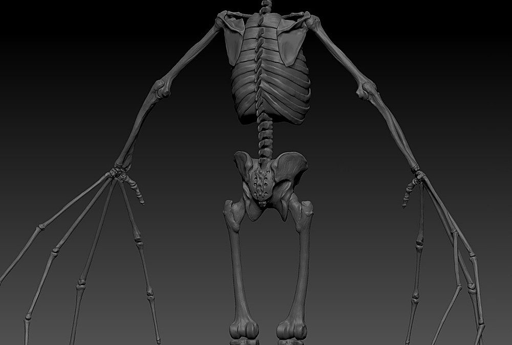3_SkeletonC2.jpg