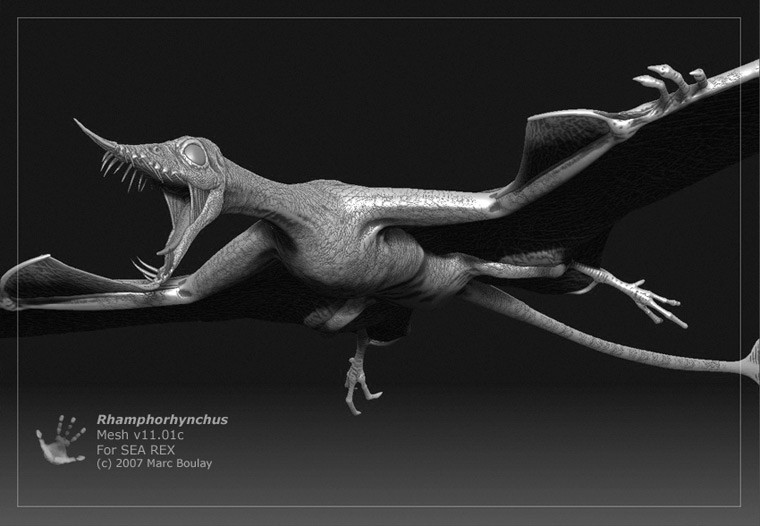 Rhamphorhynchus09.jpg