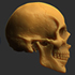 skull thumb.jpg