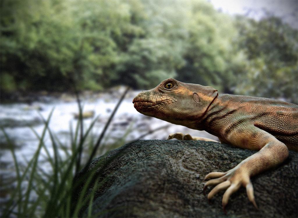 lizardlow.jpg