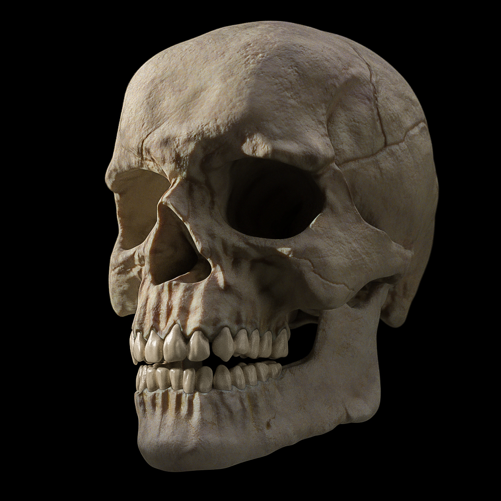 Skull