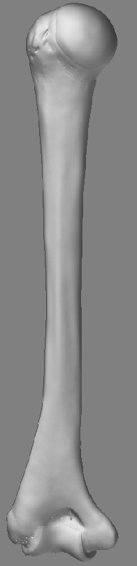 HumerusBack_02.jpg