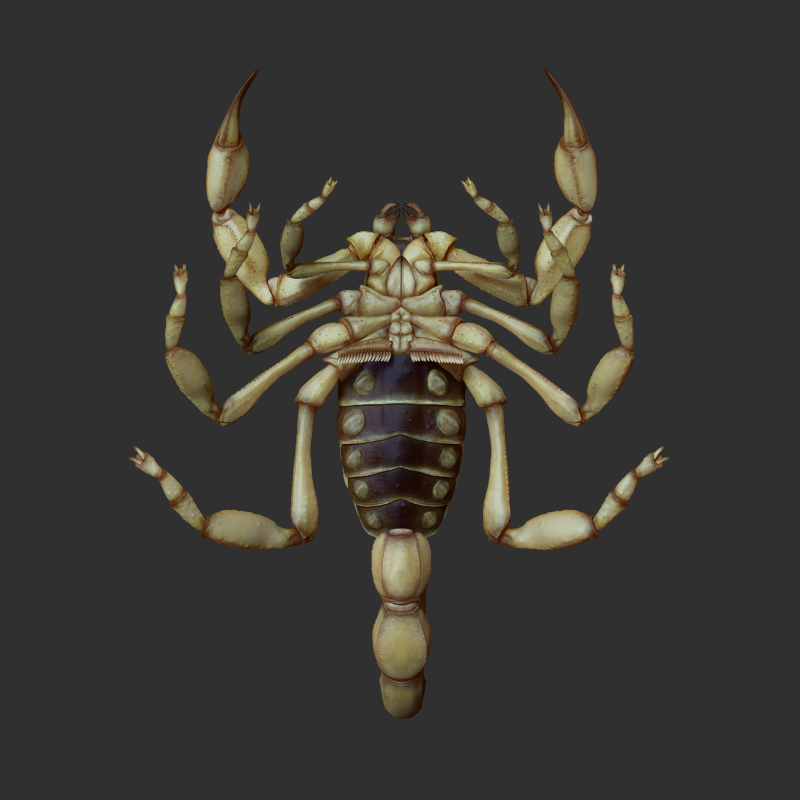 scorpion_011721_02