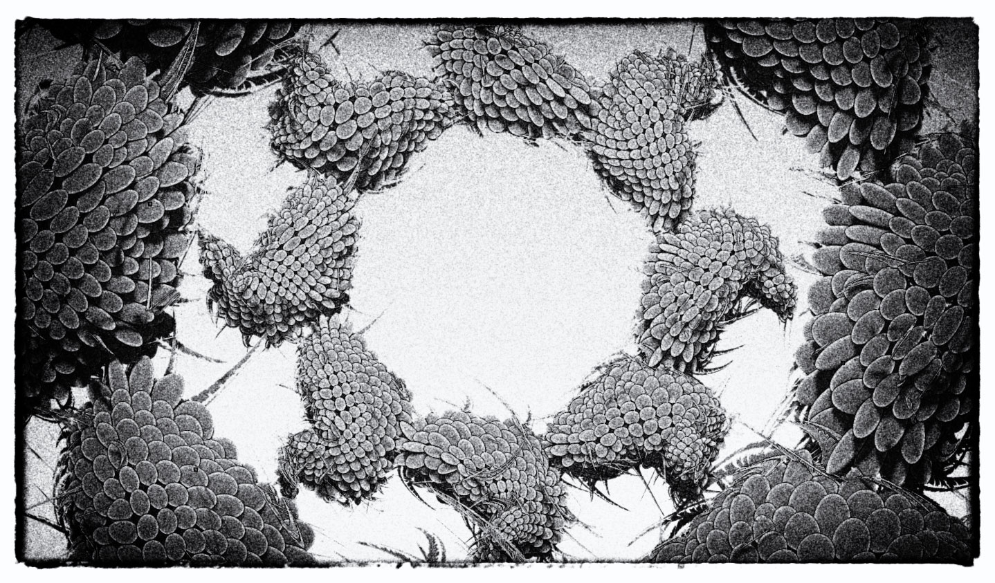 Floral2.jpg