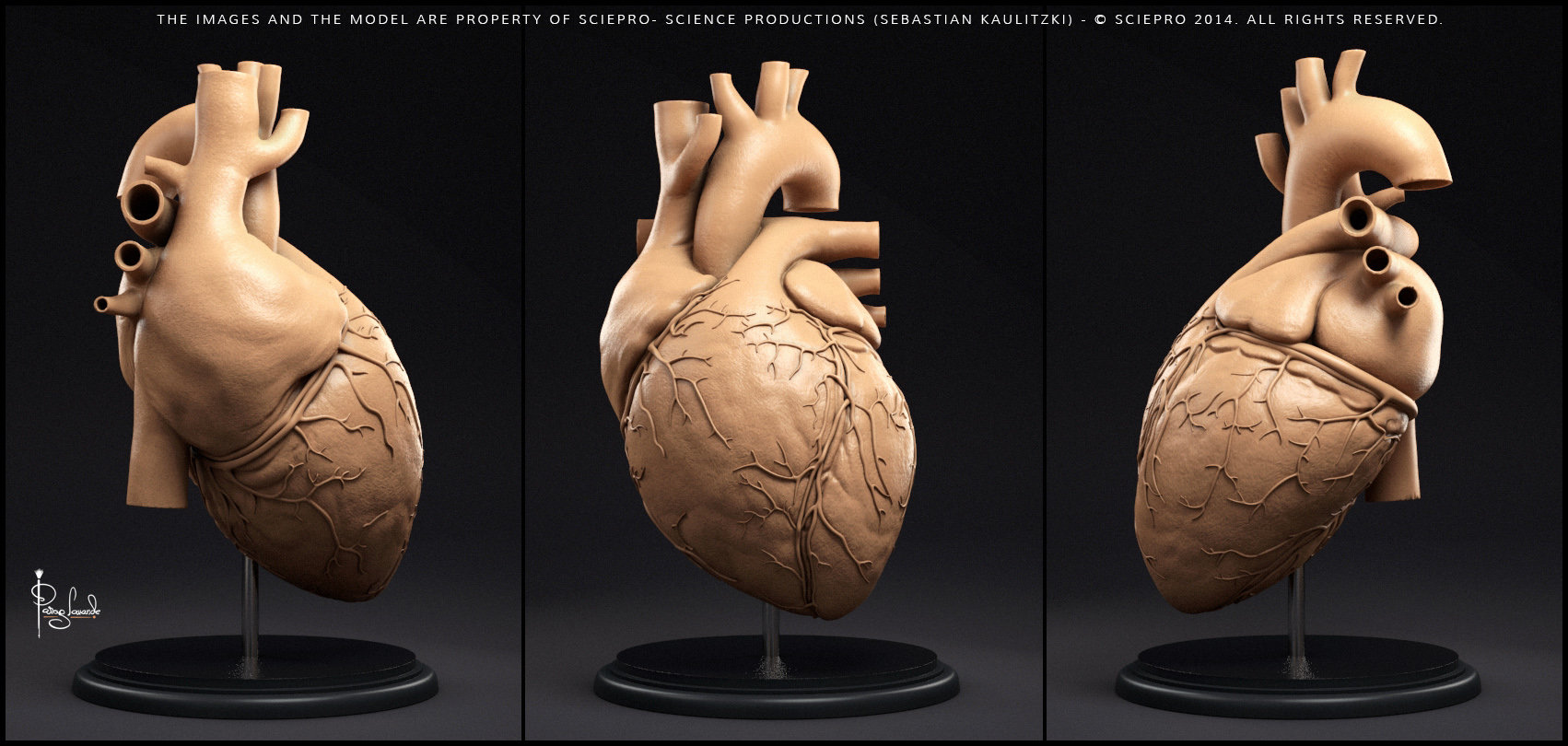 sculpting a human heart in zbrush