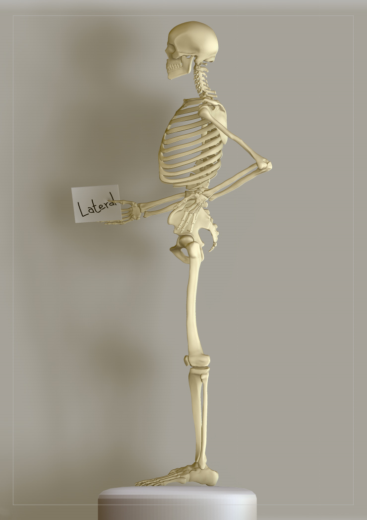 Skelly_lateral.jpg