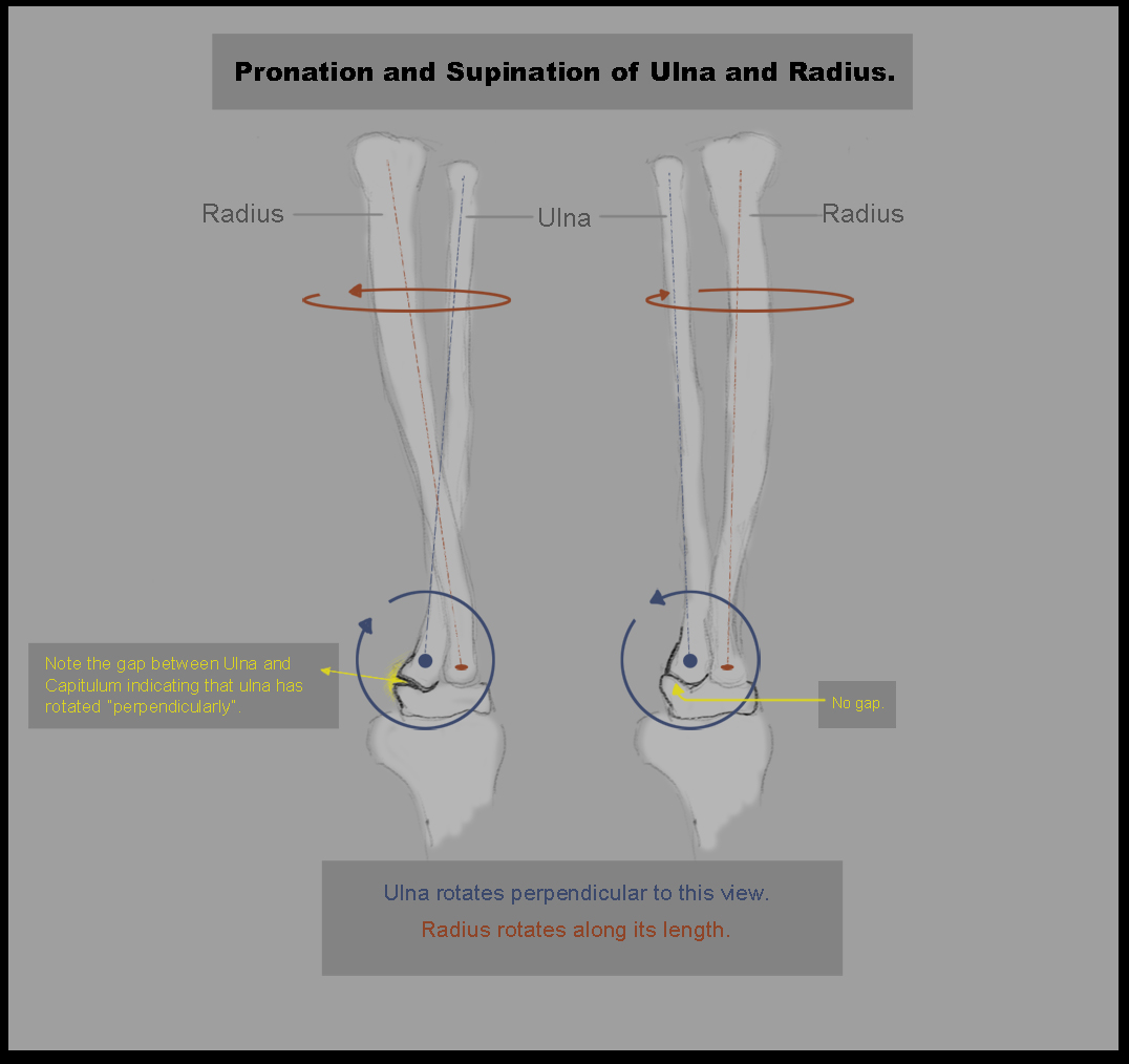 _Ulna_Radius_Pronation_Supination.jpg