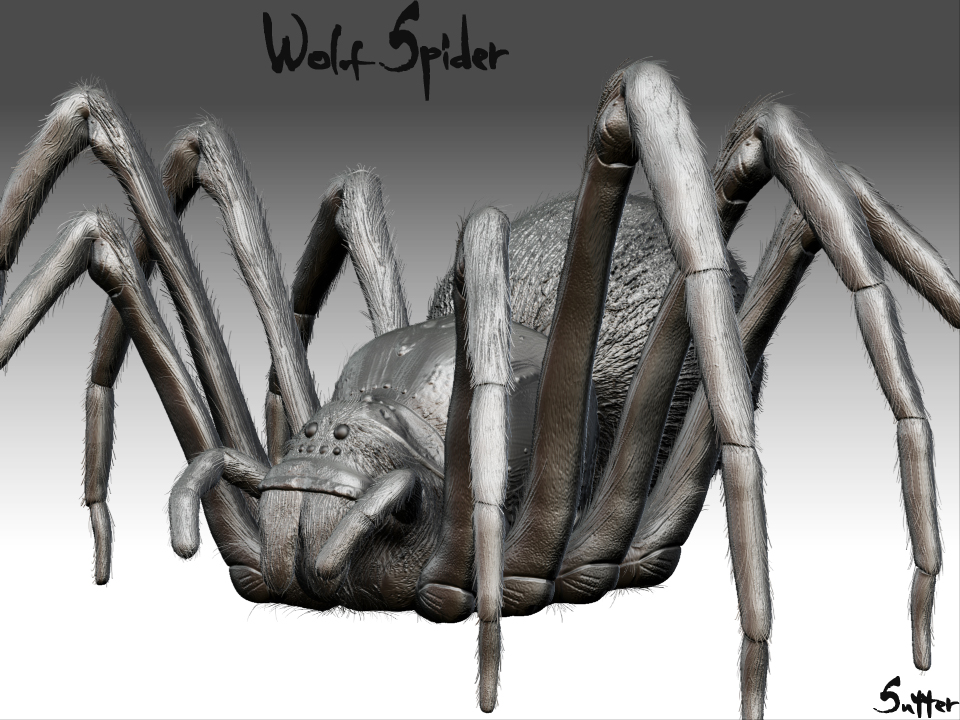 WolfSpiderUnposed2.jpg
