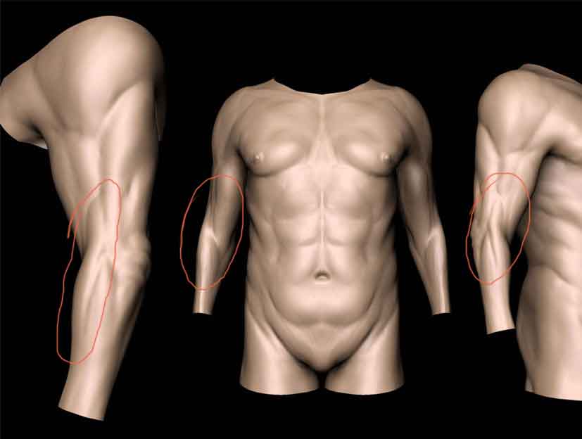 Cemond_Anatomy_000o.jpg