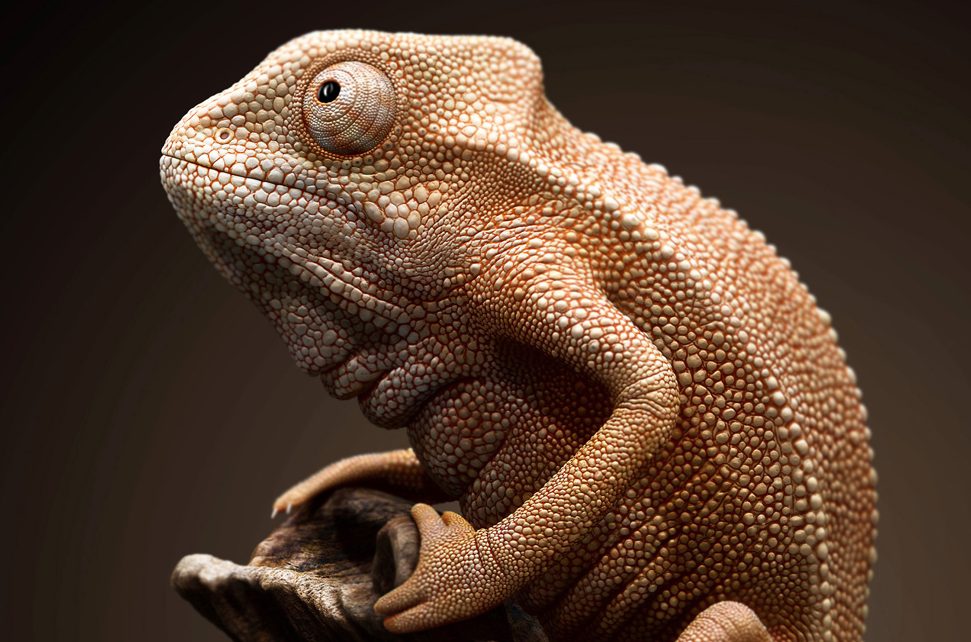 closeup.jpg
