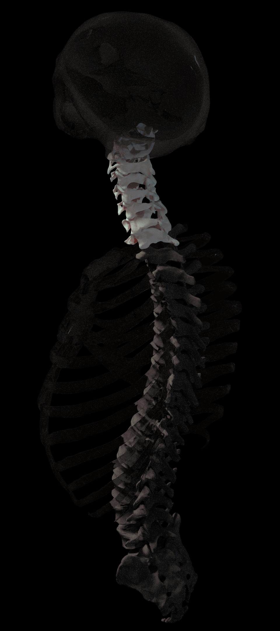 Spine3qrt_seqence