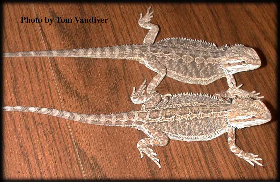 beardies.jpg