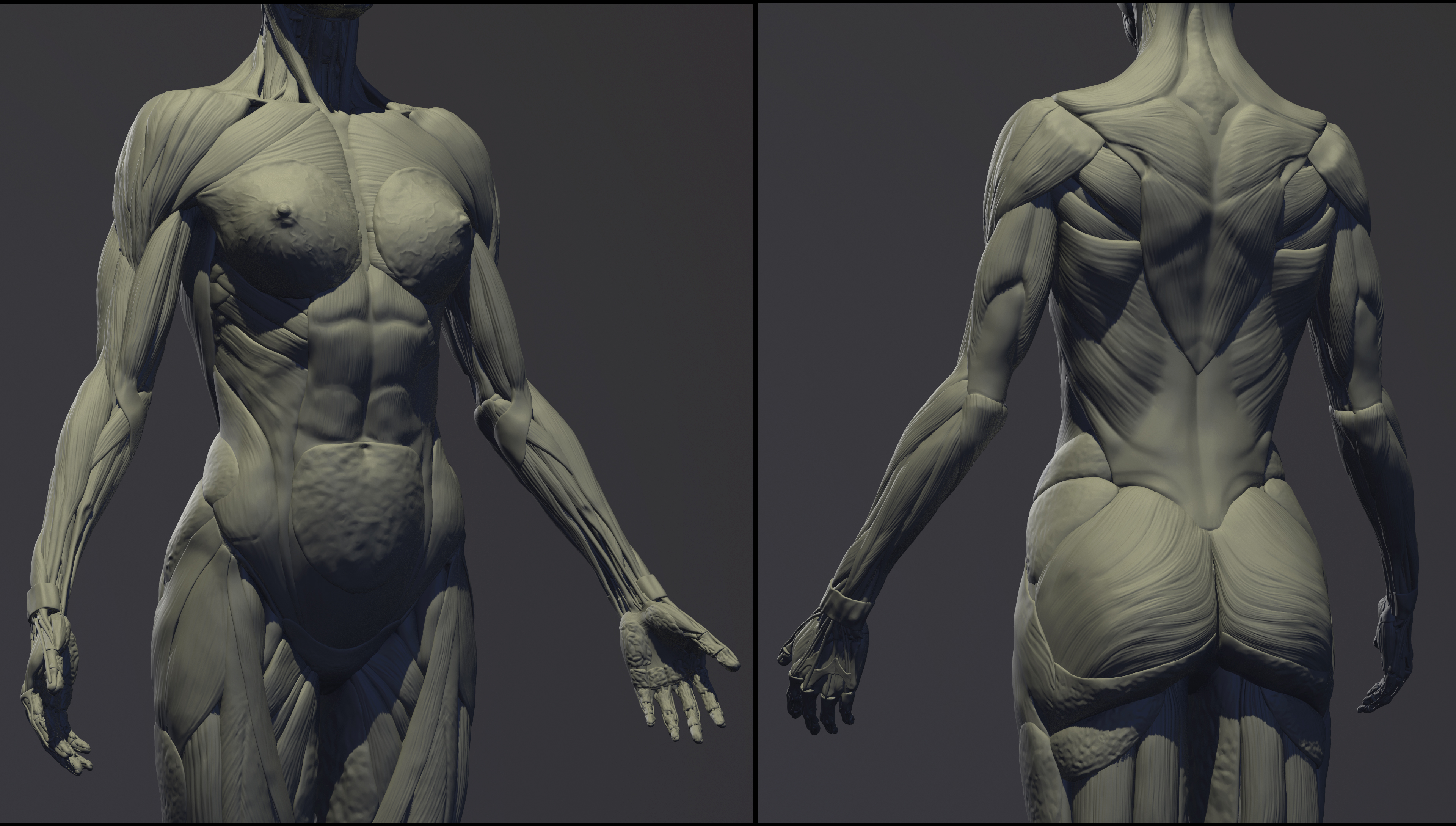 Female anatomy Female Photo References Female Anatomy Kit - ZBrushCentral
