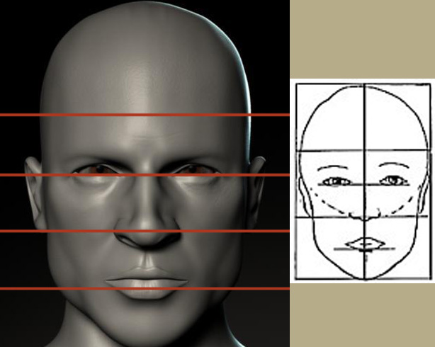 proportions.jpg