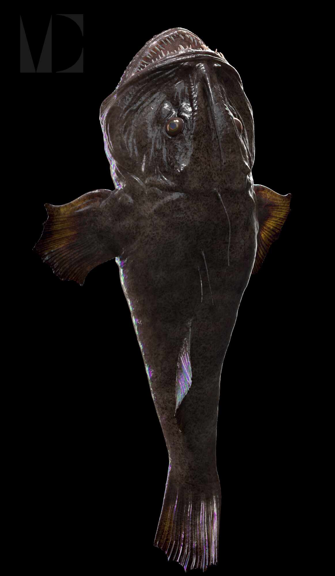 fish
