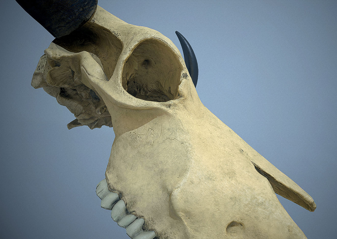 closeup_small.jpg