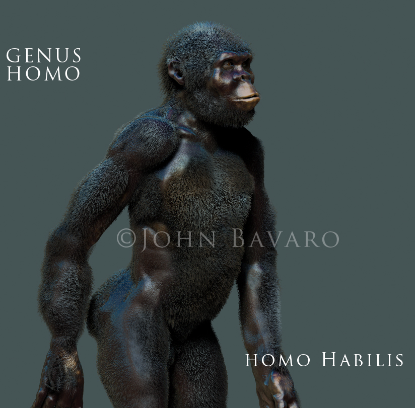Habilis Standing text.jpg