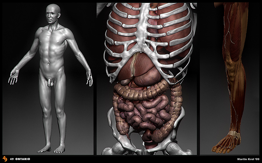 AnatomyModel_04.jpg