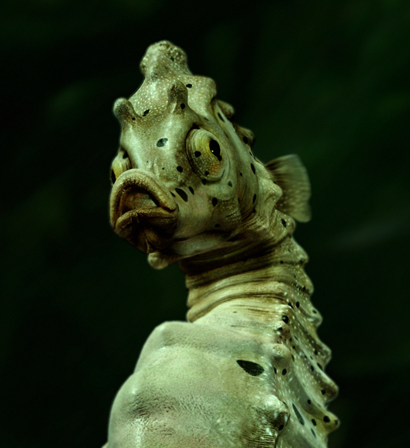 Big-velly-Sea-horse-2.jpg