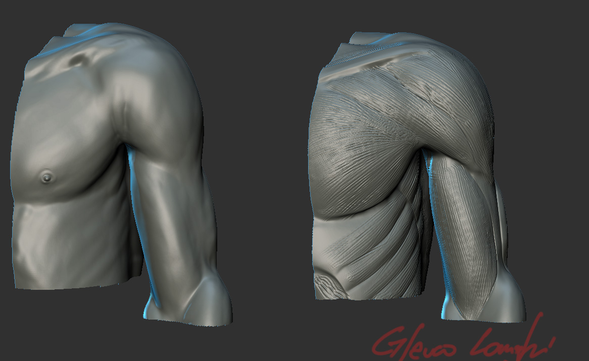 torso_.jpg