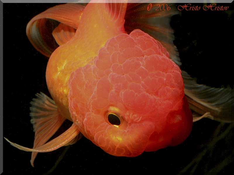 Red Oranda 2.jpg