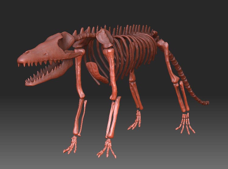pakicetus1.jpg