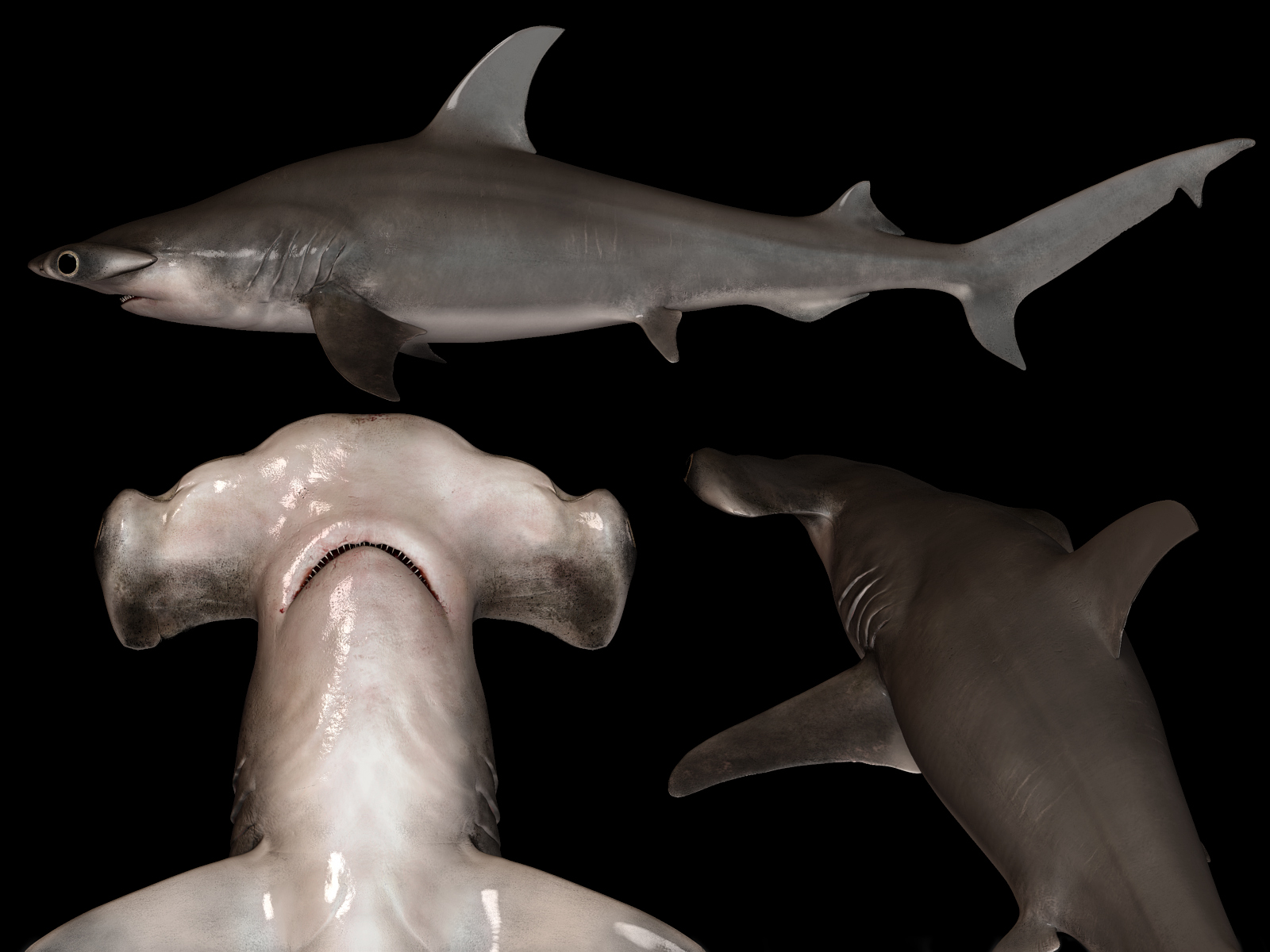 [ZBrush]-HammerHead-Shark---Sphyrna-mokarran-2.jpg