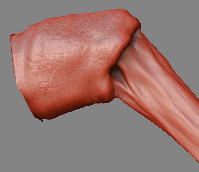 Para_leg_2.jpg