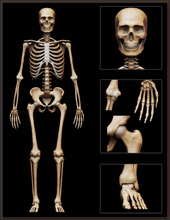 skeleton2.jpg