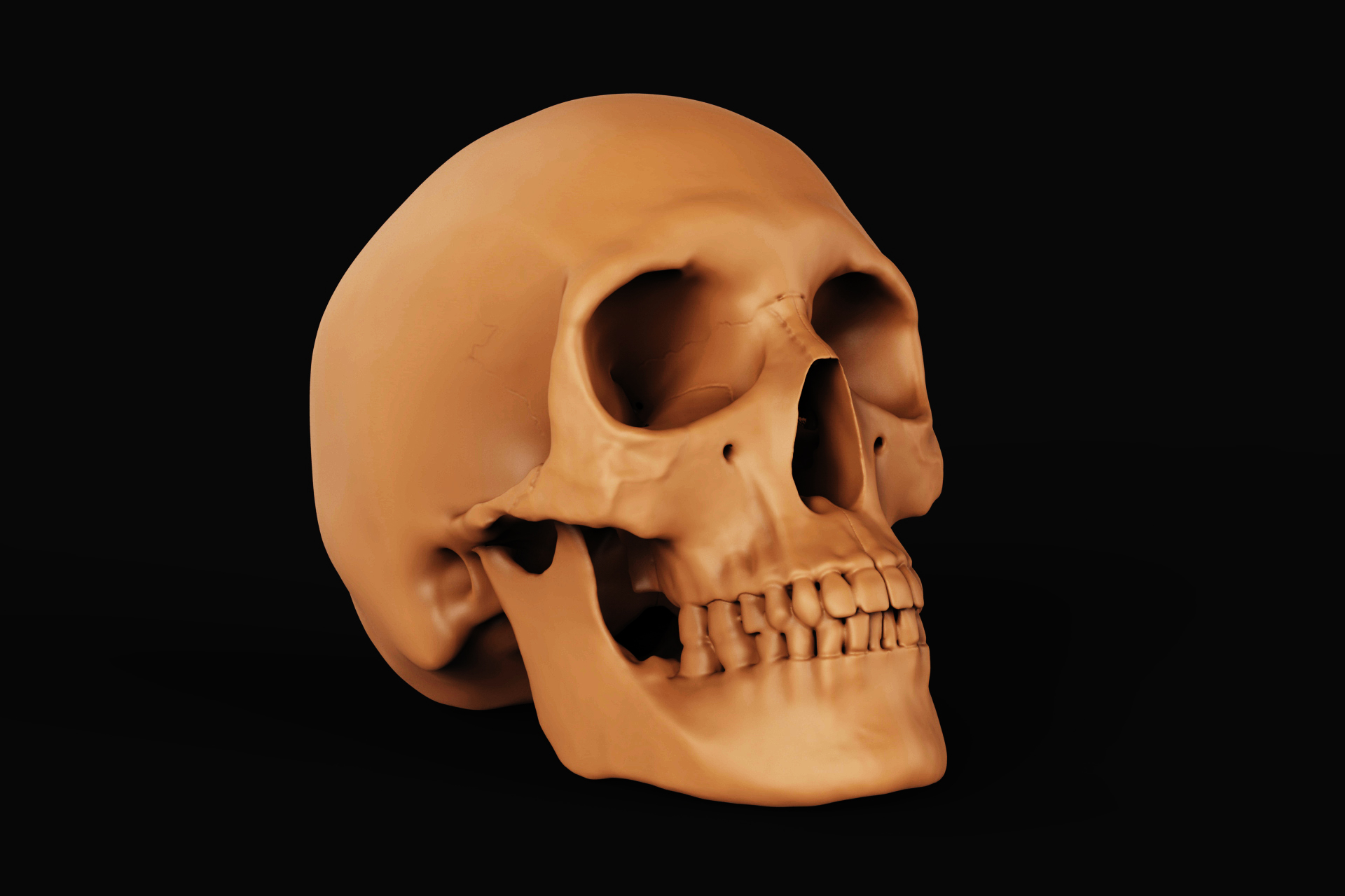 Skull (1).jpg