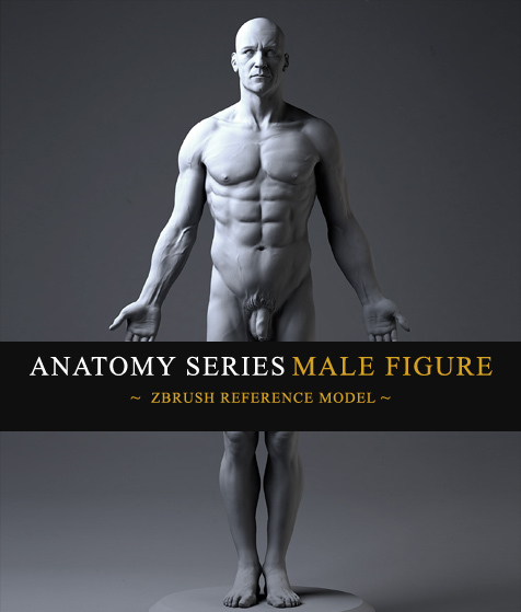 malefigure.jpg