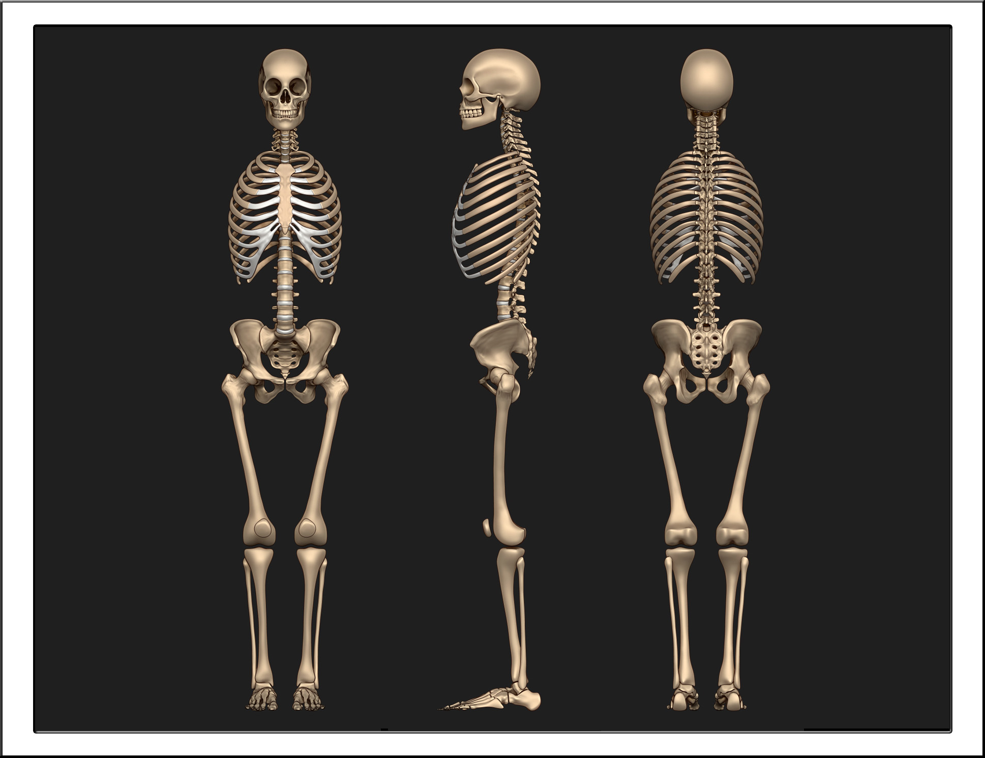 Skeleton v31-3.jpg