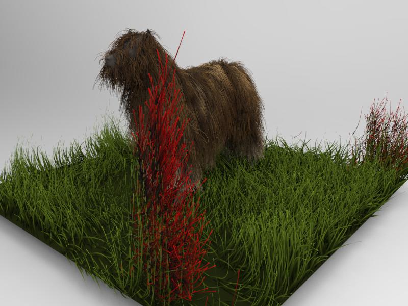 dog.jpg