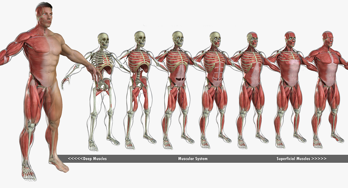 Muscles_All_SMALL.jpg