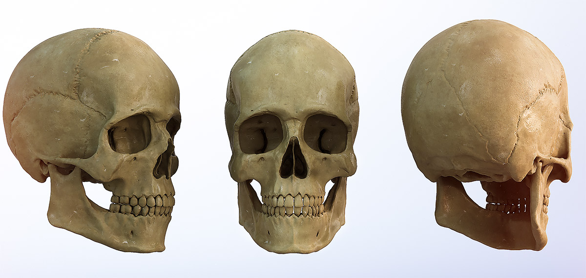 skull_triple_ZC.jpg