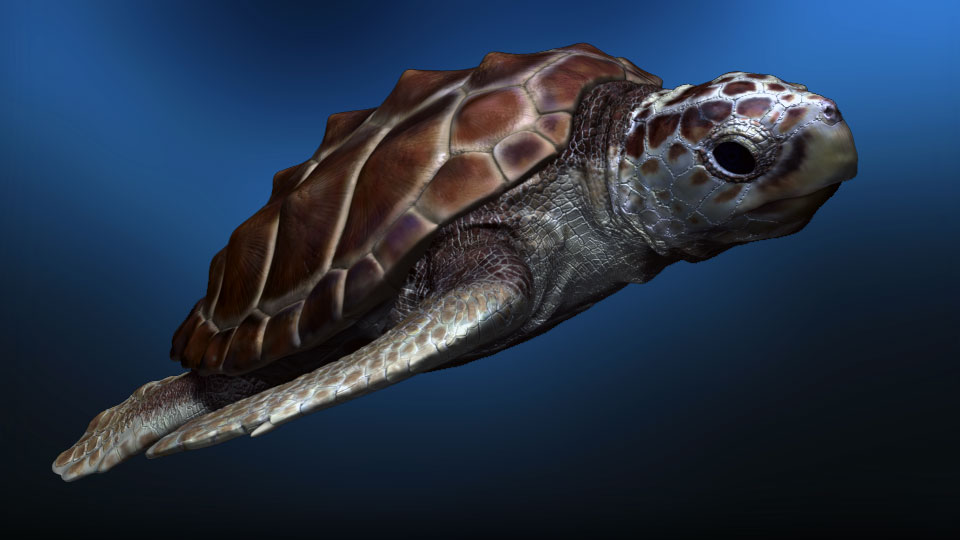 loggerHead02.jpg