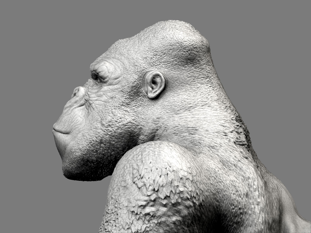 gorilla_05.jpg