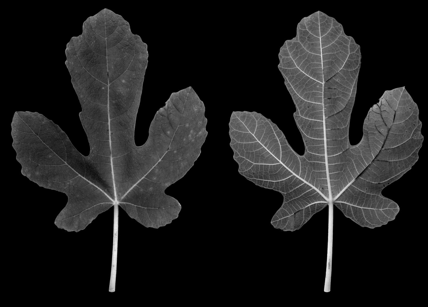 leaf.jpg
