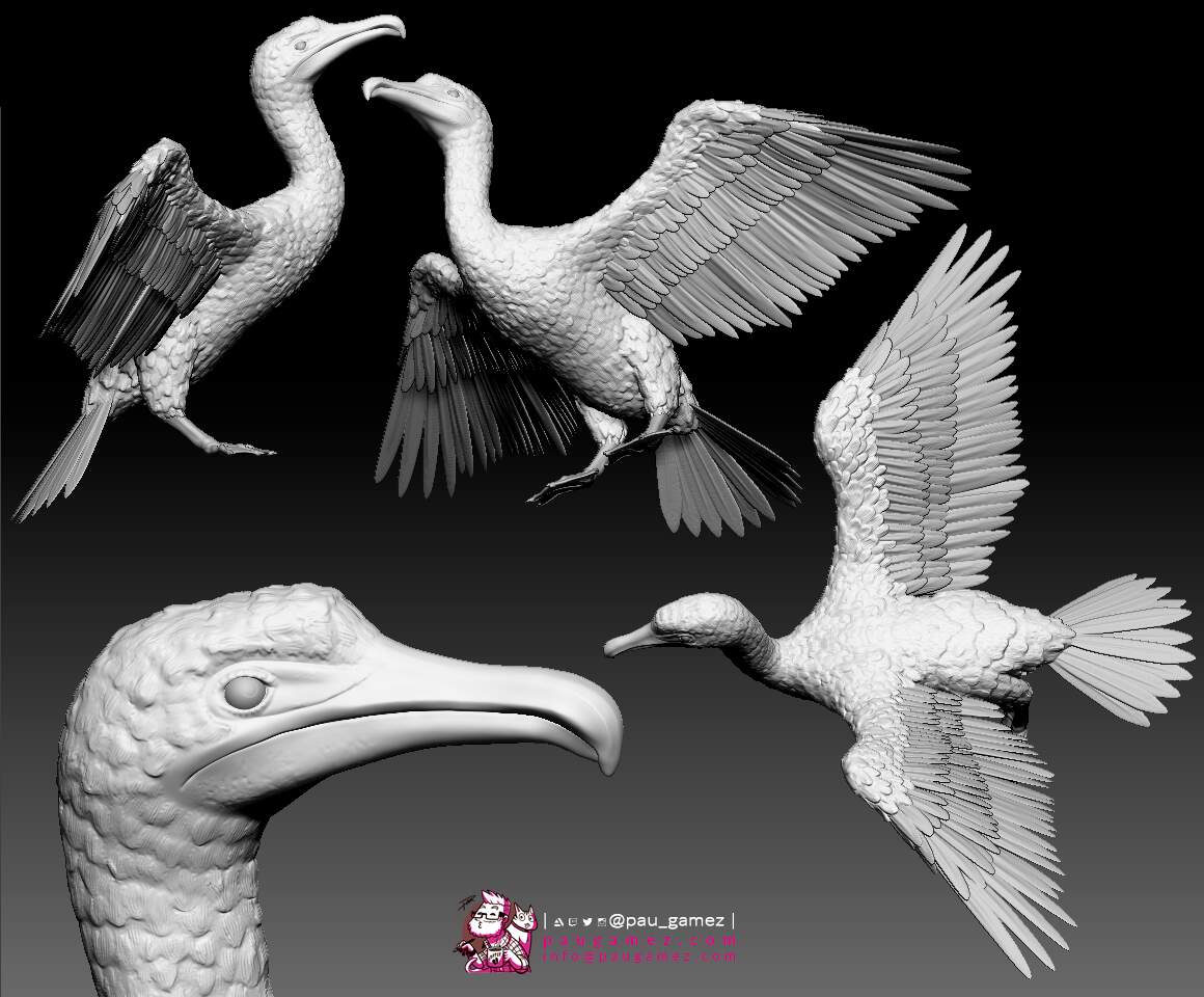 PFM_CICE-No_signal_cormorant-by_paugamez