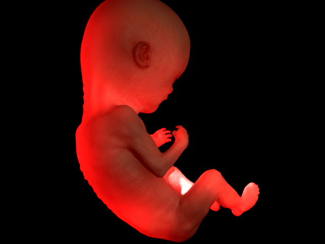 fetus_shader_test_03.jpg