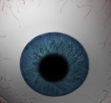 iris3.jpg