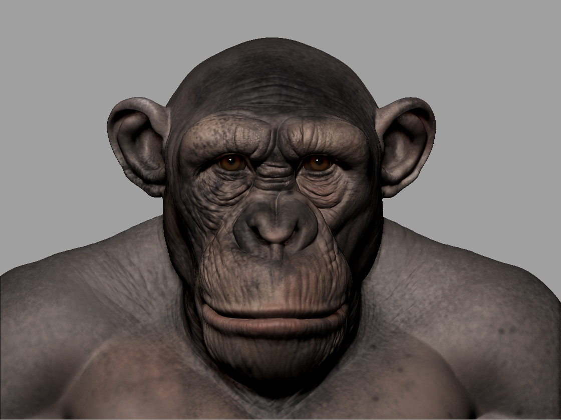 Chimp#1_04.jpg