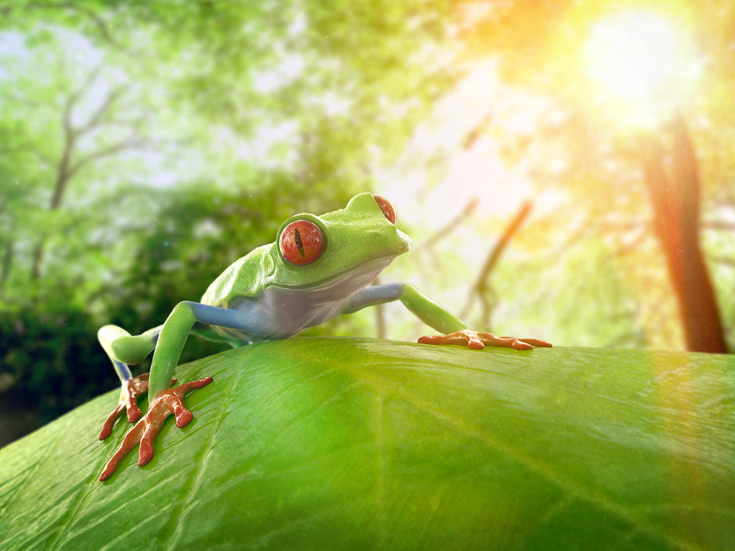 Tree Frog.jpg