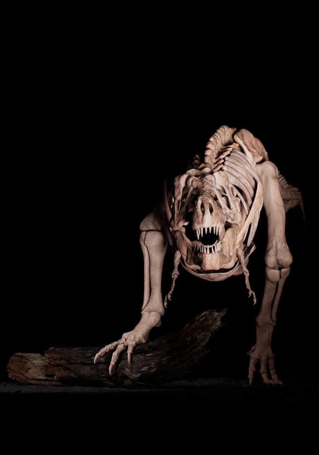 zbrushcentralfirsttrex