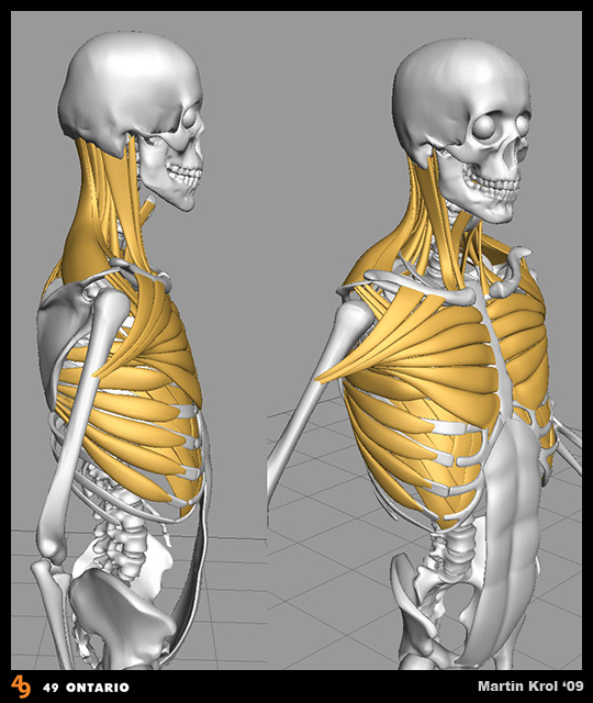 Human_Muscles_01.jpg