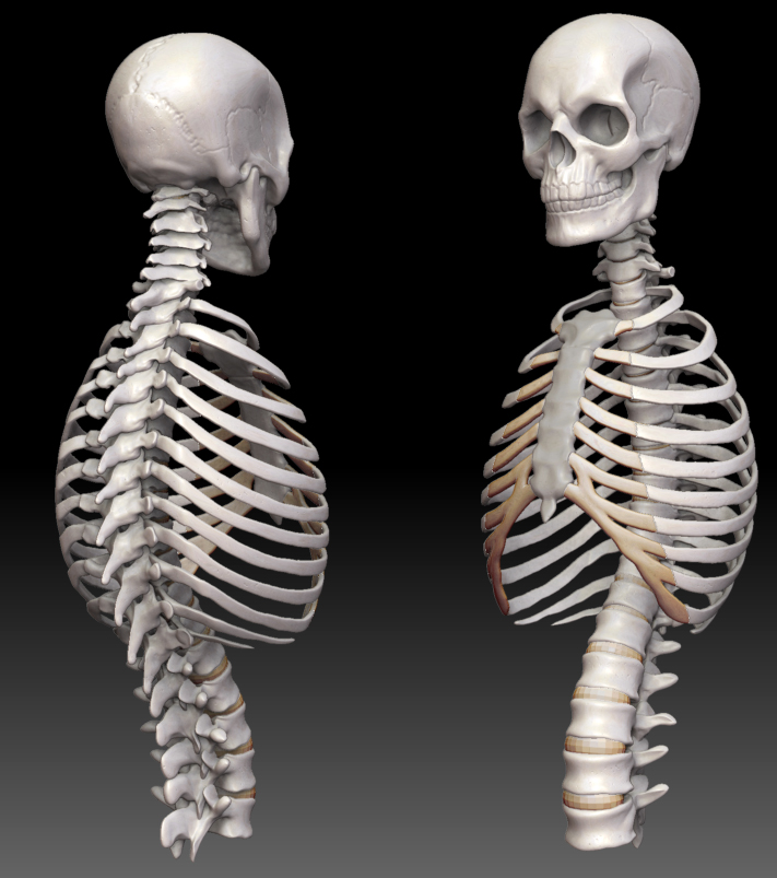 skeletonbust.jpg